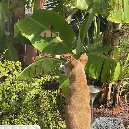 Luz * Лахарес